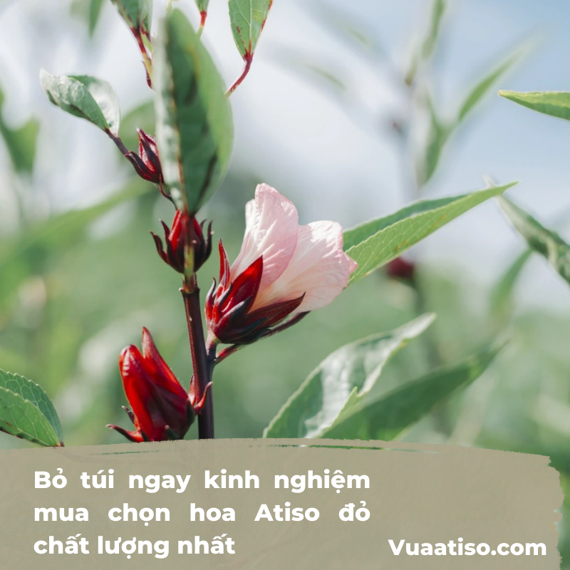 Bỏ túi ngay kinh nghiệm mua chọn hoa Atiso đỏ chất lượng nhất1