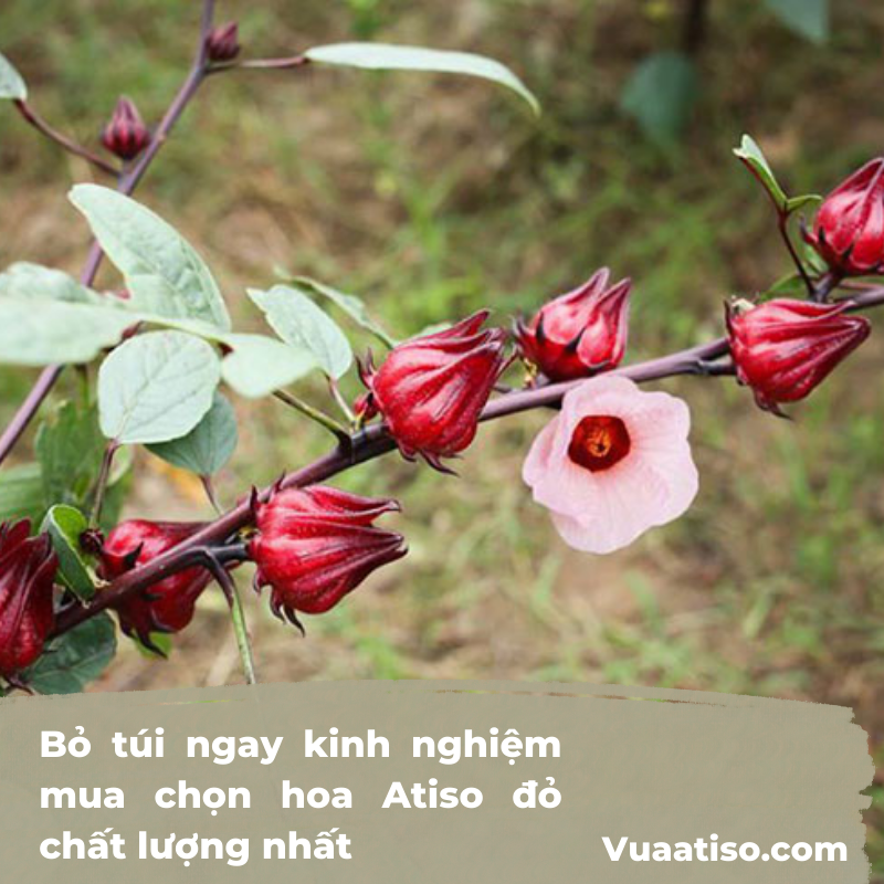 Bỏ túi ngay kinh nghiệm mua chọn hoa Atiso đỏ chất lượng nhất2