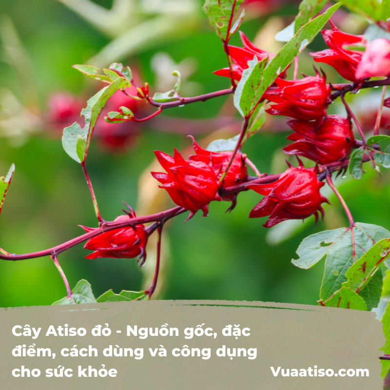 Cây Atiso đỏ - Nguồn gốc, đặc điểm, cách dùng và công dụng cho sức khỏe 1