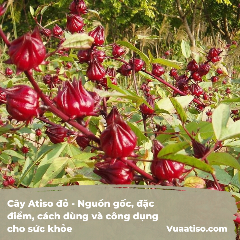 Cây Atiso đỏ - Nguồn gốc, đặc điểm, cách dùng và công dụng cho sức khỏe 2