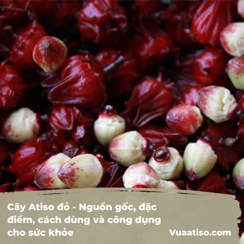 Cây Atiso đỏ - Nguồn gốc, đặc điểm, cách dùng và công dụng cho sức khỏe 4