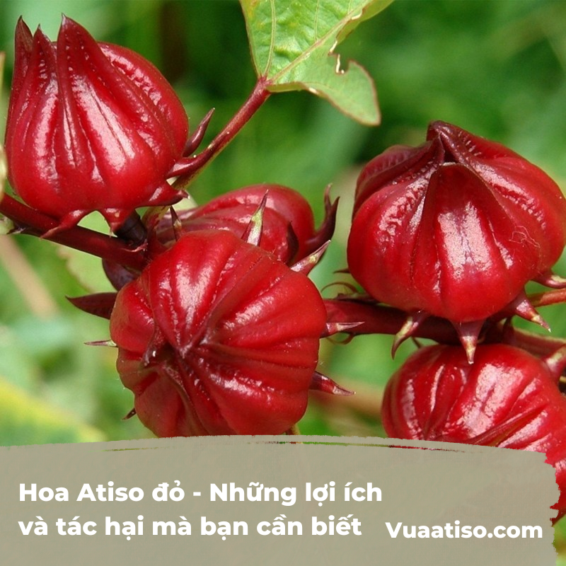Hoa Atiso đỏ - Những lợi ích và tác hại mà bạn cần biết 3