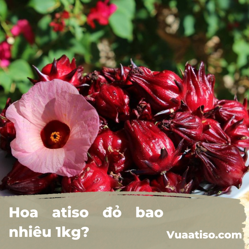 Hoa atiso đỏ bao nhiêu 1kg1