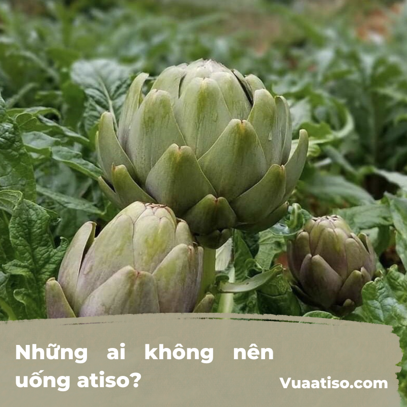 Những ai không nên uống atiso4