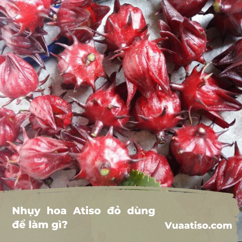 Nhụy hoa Atiso đỏ dùng để làm gì3